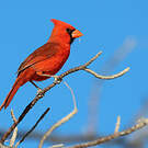 Cardinal rouge