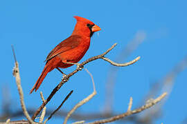 Cardinal rouge