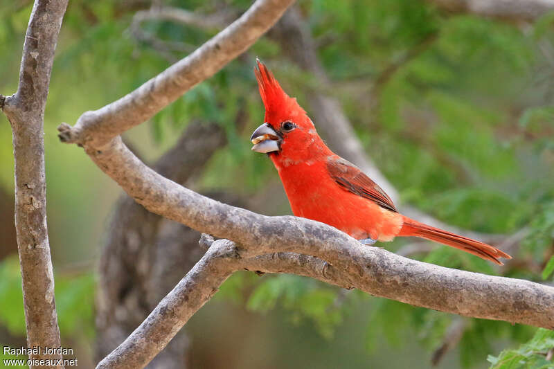Cardinal vermillon mâle adulte nuptial, mange