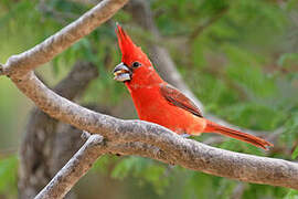 Cardinal vermillon