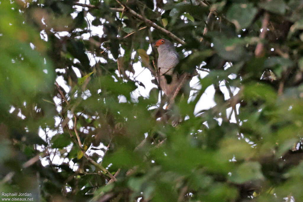 Cryptic Forest Falconadult