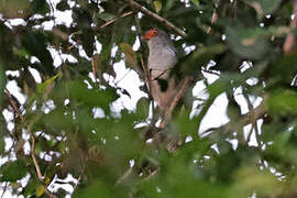 Cryptic Forest Falcon