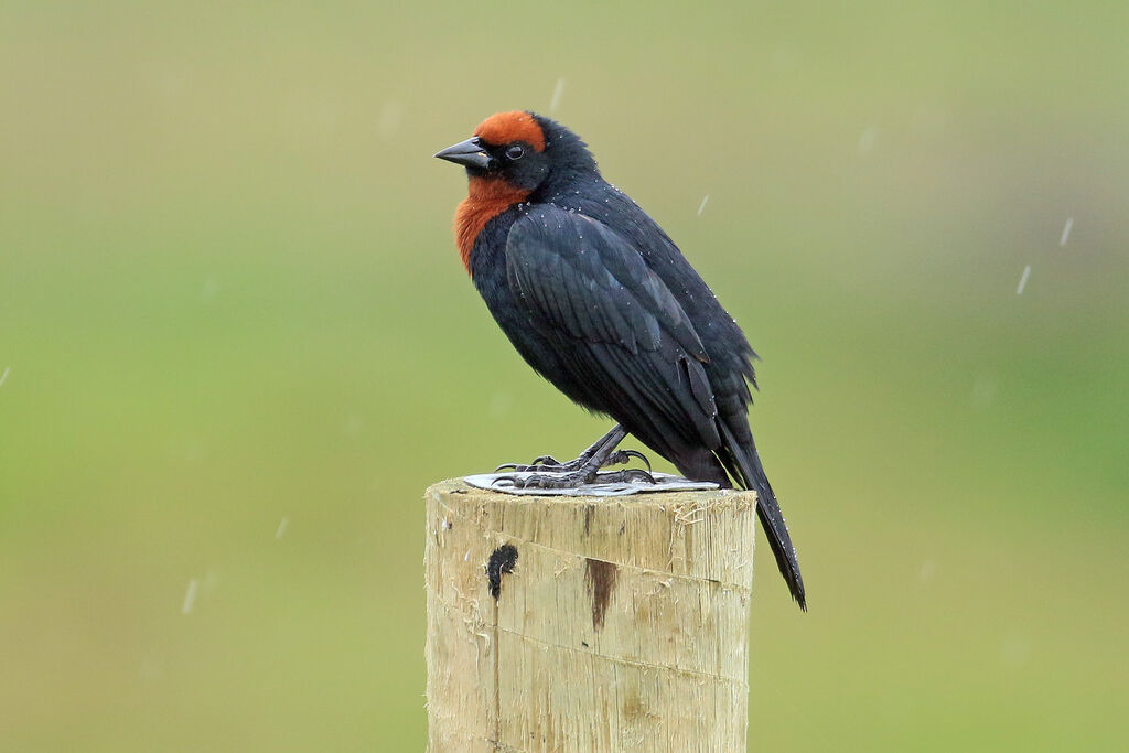 Chestnut-capped Blackbird male adult breeding