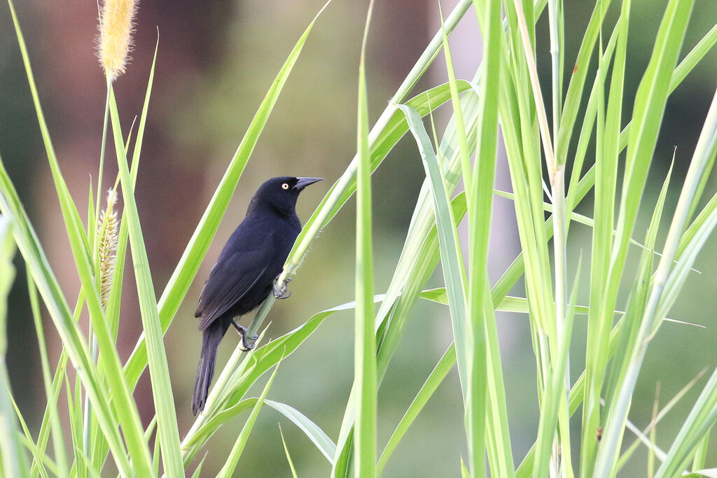 Pale-eyed Blackbirdadult