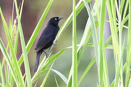 Pale-eyed Blackbird