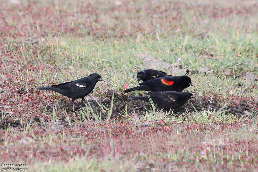 Carouge de Californie mâle adulte, identification