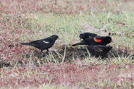 Tricolored Blackbird