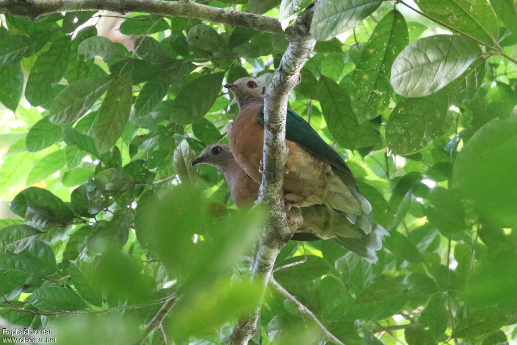 Purple-tailed Imperial Pigeonadult