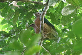 Purple-tailed Imperial Pigeon