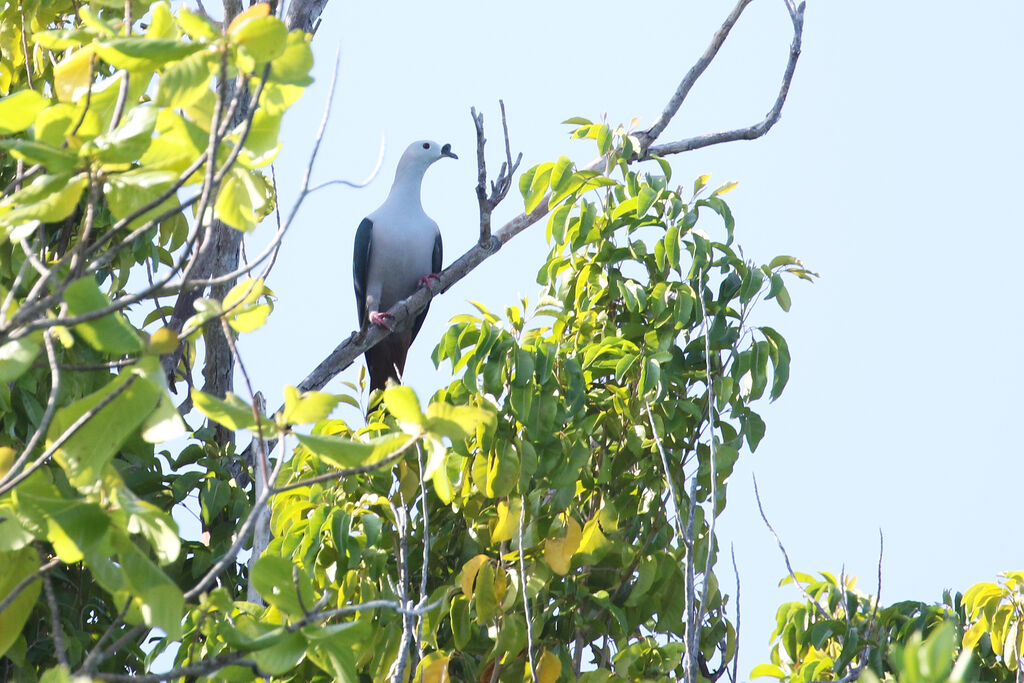 Spice Imperial Pigeonadult