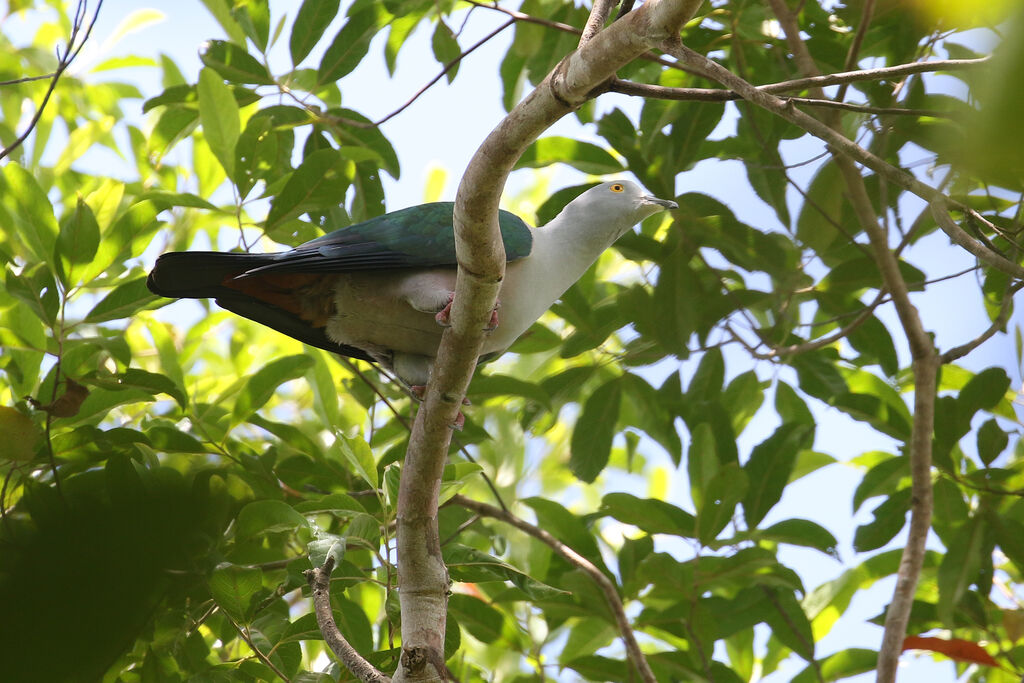 Geelvink Imperial Pigeonadult breeding, identification