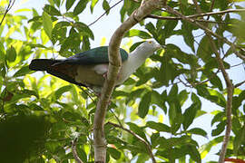 Geelvink Imperial Pigeon