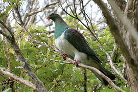 New Zealand Pigeon