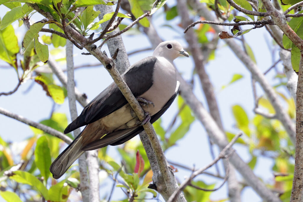 Grey Imperial Pigeon