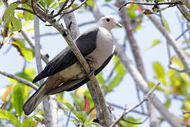 Grey Imperial Pigeon