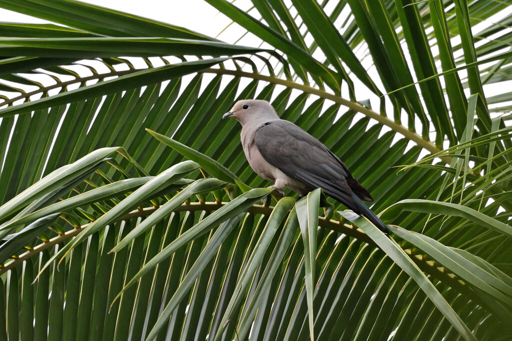 Grey Imperial Pigeon