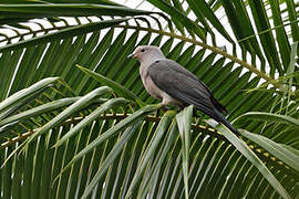 Grey Imperial Pigeon