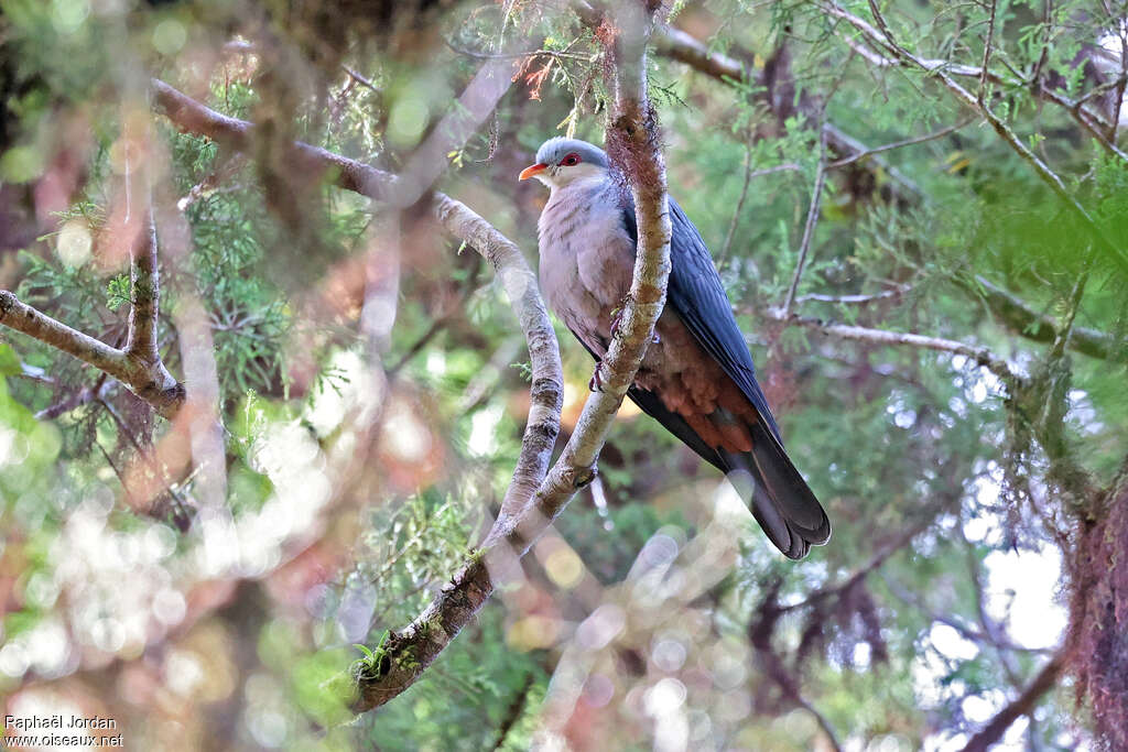 Seram Mountain Pigeonadult