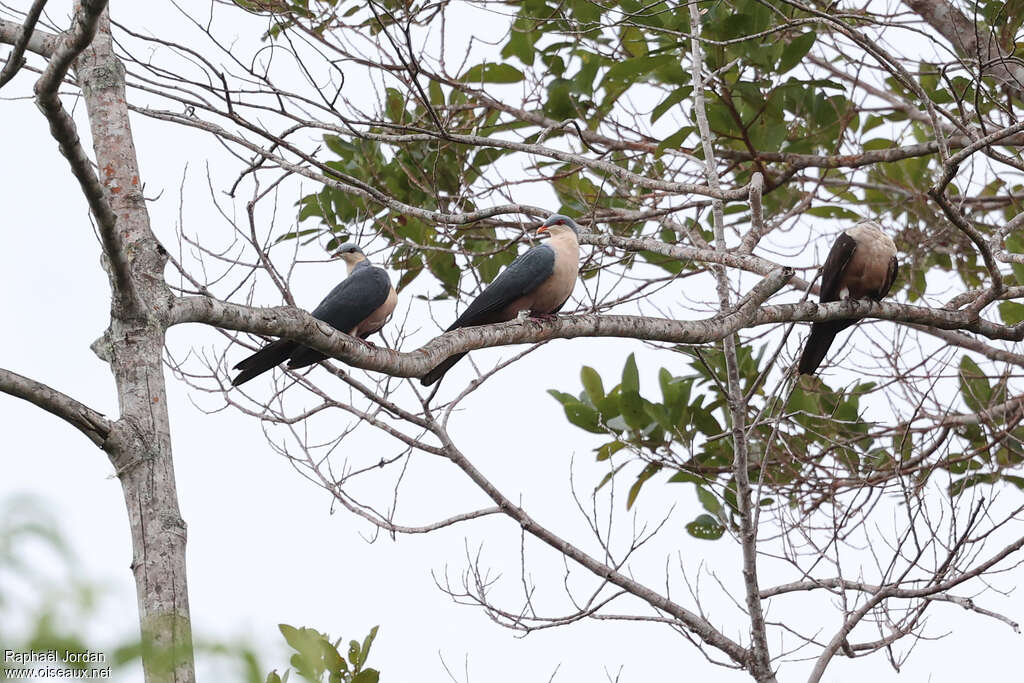 Buru Mountain Pigeon