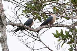 Buru Mountain Pigeon