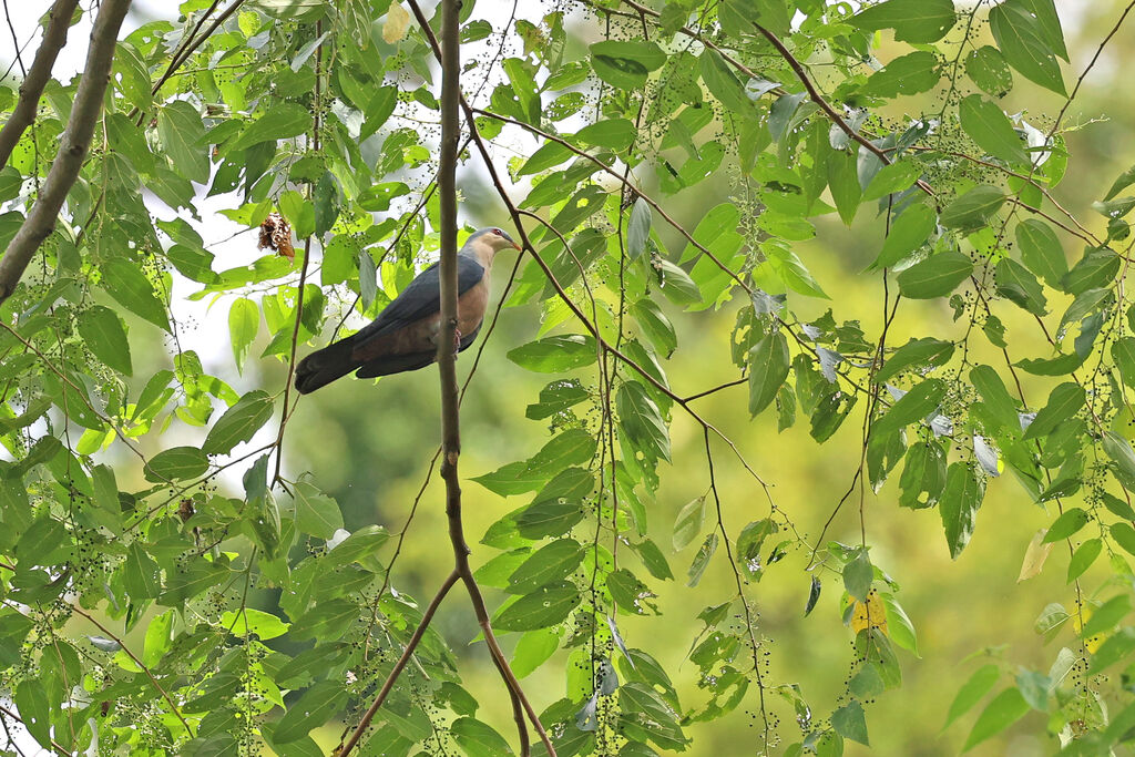 Buru Mountain Pigeonadult