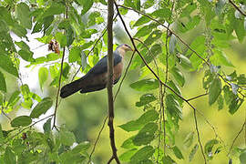 Buru Mountain Pigeon