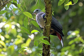 Dark-backed Imperial Pigeon