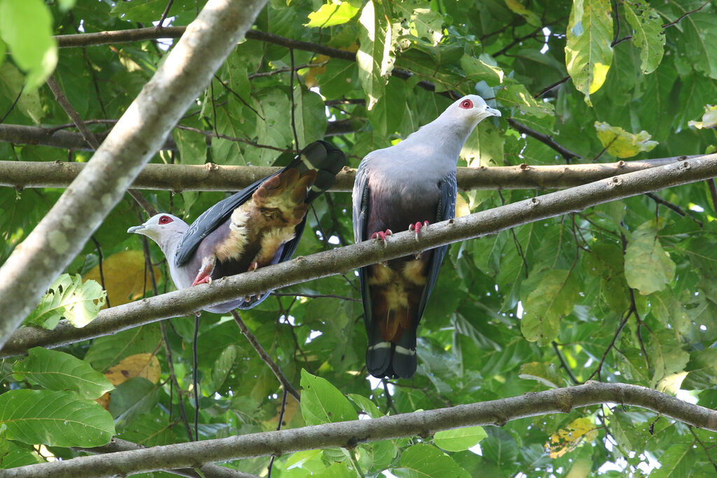 Pinon's Imperial Pigeonadult