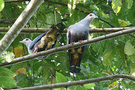 Pinon's Imperial Pigeon