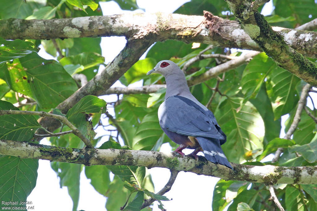 Pinon's Imperial Pigeonadult