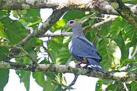 Pinon's Imperial Pigeon