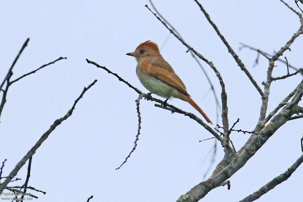 Ash-throated Casiornisadult, identification