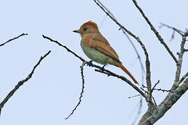 Ash-throated Casiornis