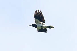 Hooded Butcherbird