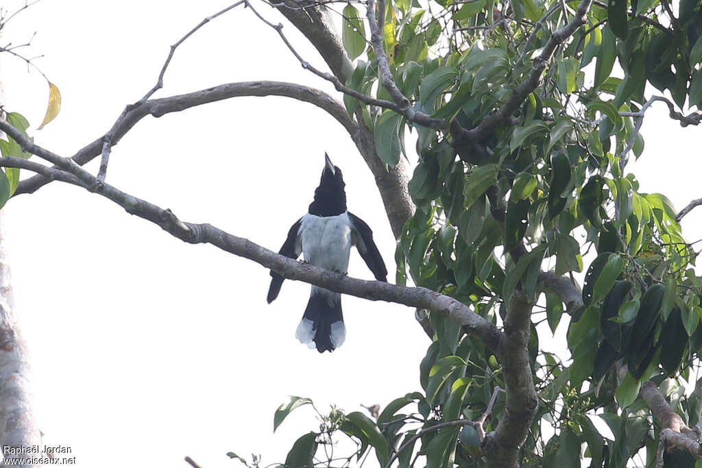 Hooded Butcherbird male adult breeding, courting display