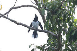 Hooded Butcherbird