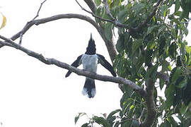 Hooded Butcherbird