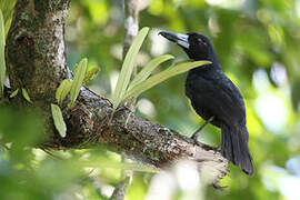 Black Butcherbird