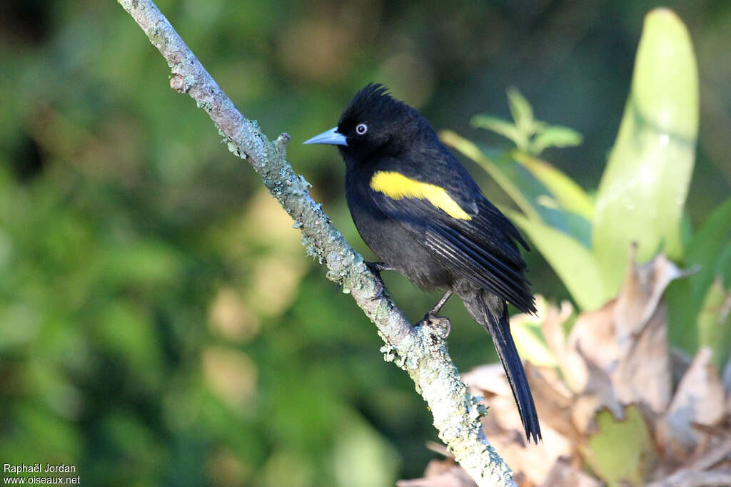 Cassique à épaulettesadulte, identification