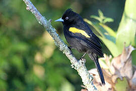 Golden-winged Cacique