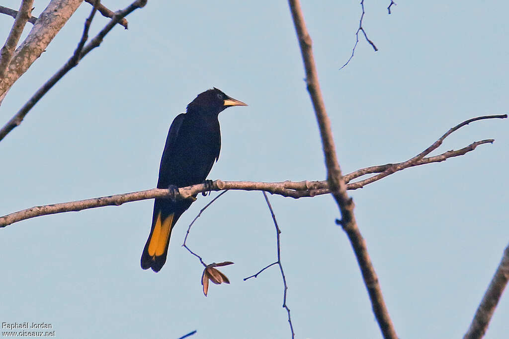 Band-tailed Oropendolaadult, identification