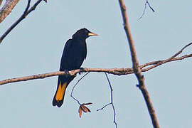 Band-tailed Cacique