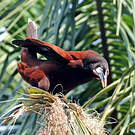 Cassique de Montezuma