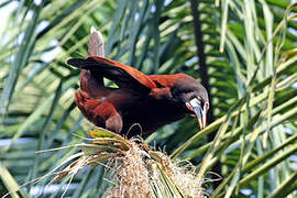 Montezuma Oropendola