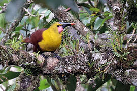 Olive Oropendola