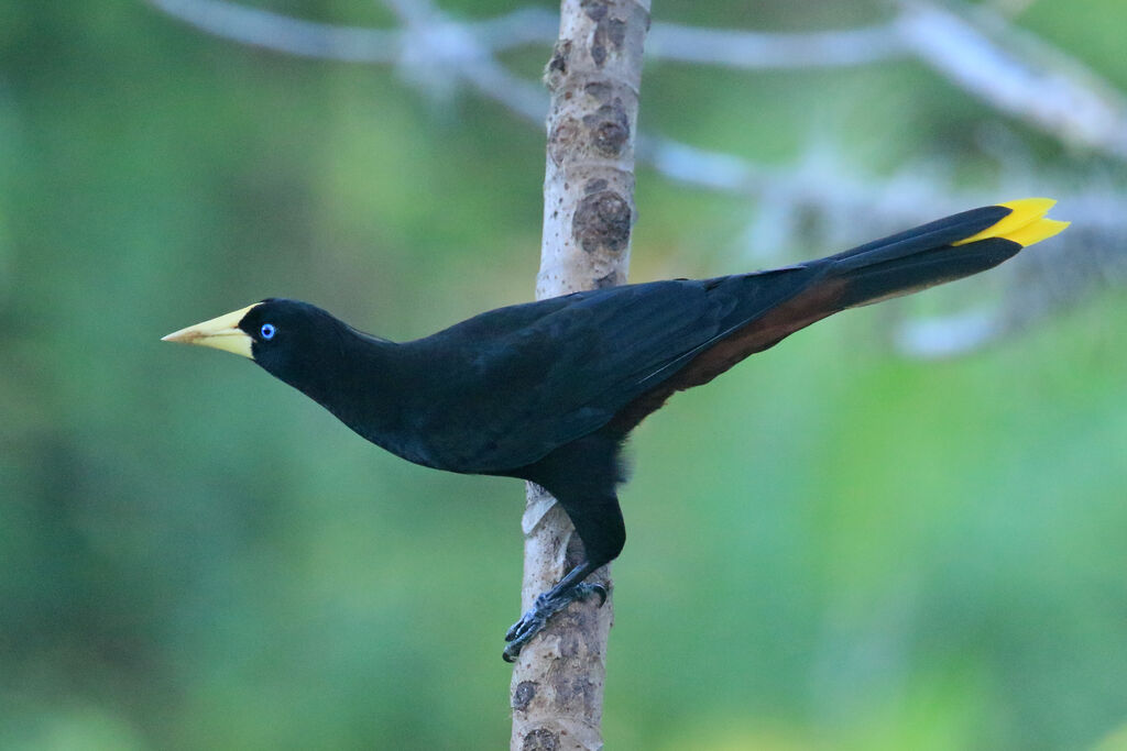 Crested Oropendolaadult