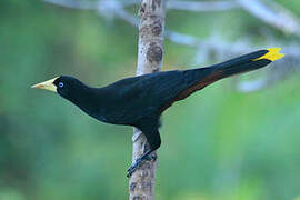 Crested Oropendola