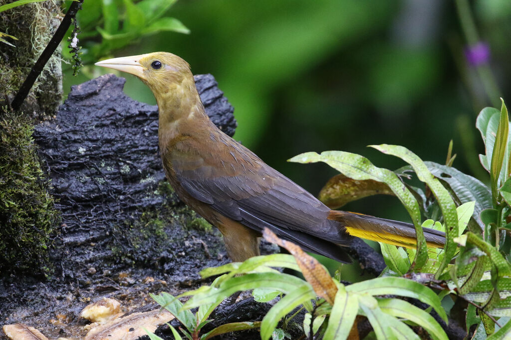 Russet-backed Oropendola