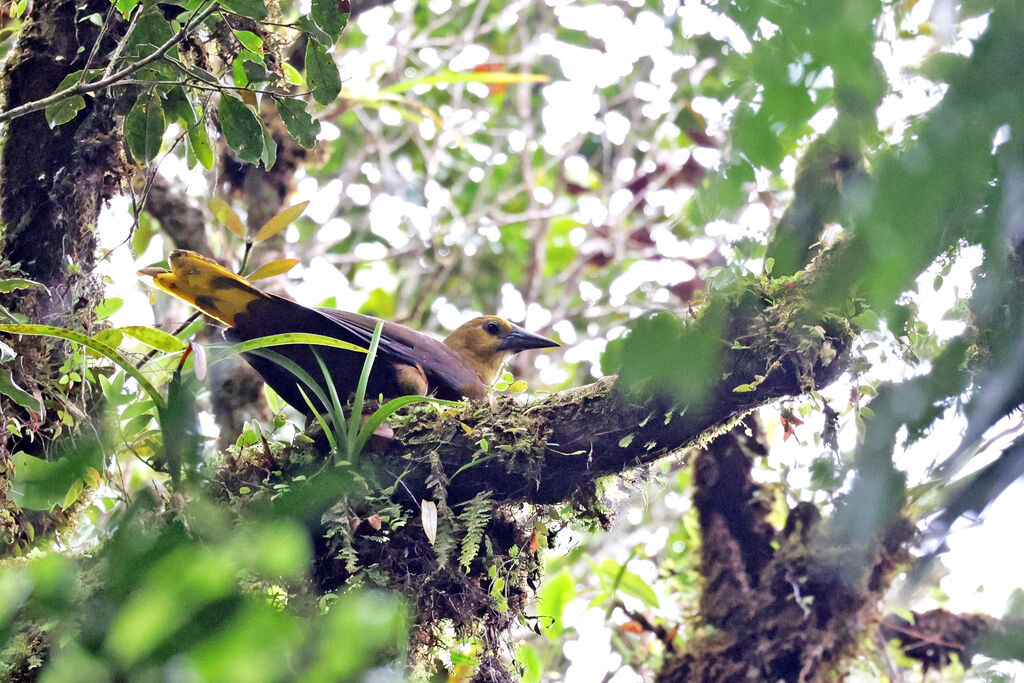 Russet-backed Oropendola