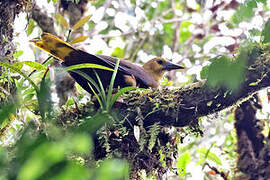 Russet-backed Oropendola